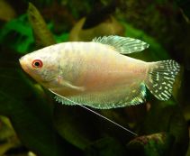 Гурами белый купить 3-4см