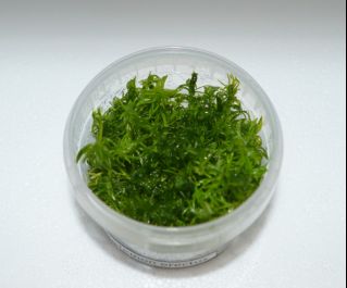 Погостемон эректус (TC 23)