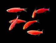 Данио флуоресцентный розовый (DP-T)