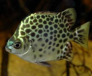 Аргус зелёный 4см (TP501)