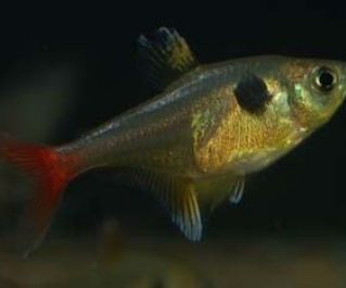 Фантом розовый купить с доставкой