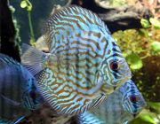 Дискус голубой туркис