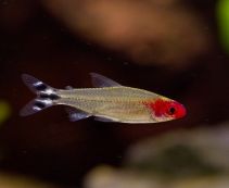 Родостомус купить