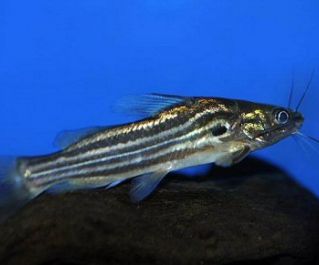 Мистус купить (разводной) 4-5см (M01)