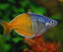 Меланотения Боэсмана купить 4см