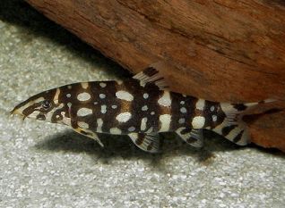 Боция куботаи 5 см (SV006)