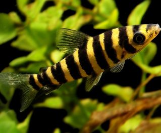 Лепоринус 6-7см. (PU-013)