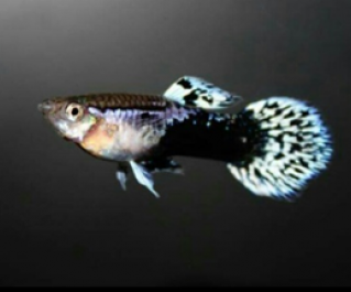 Гуппи самцы вельветовые голубые купить