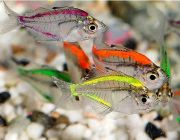 Окунь стеклянный разноцветный 2-3см (SV013R)