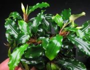 Буцефаландра на коряге (L400)