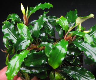 Буцефаландра на коряге купить с доставкой