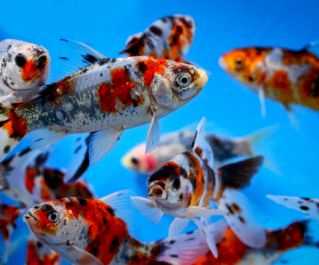 Шубункин 7-10 см купить для пруда в интернет магазине