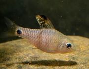 Барбус козуатис 2,5-3 см (BH-04)