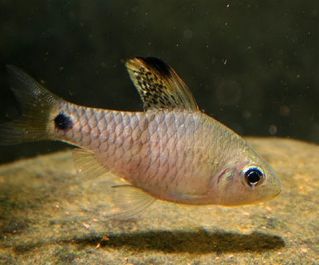 Барбус козуатис купить 2,5-3 см (BH-04)