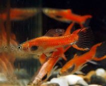 Гуппи самцы Эндлера пурпурные купить