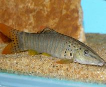 Боция красноплавничная тигровая 7,5см  купить