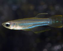 Аплохейлихтис Нормана (синеглазка)