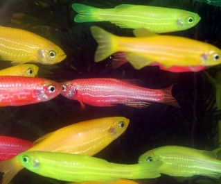 Данио ассорти флуоресцентный купить (золотой зеленый, розовый) 2,5см