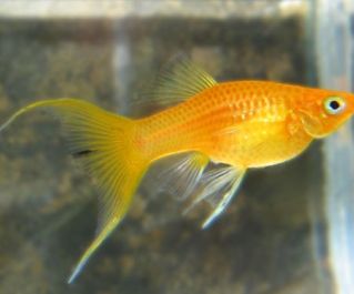 Моллинезия золотая лирохвостая купить 4-5см