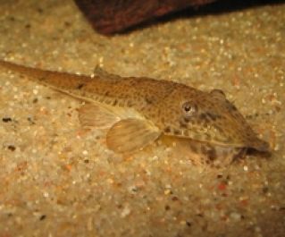 Лорикария пиноккио