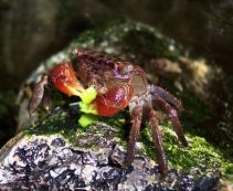 Краб мангровый красный купить