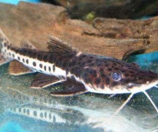 Сом тигровый (веслоносый) 7см купить