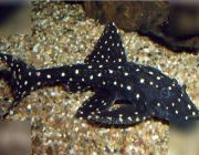 Акантикус Адонис 6-7см