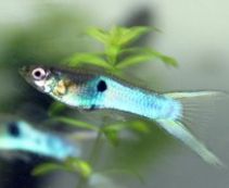 Гуппи самцы Эндлера голубые купить