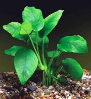 Анубиас Бартера (ветка) (L014)