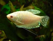 Гурами белый 5-6см (NH7)