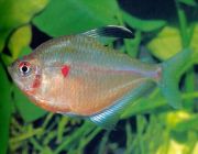 Тетра краснопятнистая (рубростигма) (4см) (PU-018)