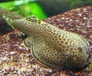 Бефортия купить 5-6см