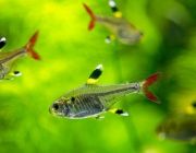 Тетра пристелла (TRD004)