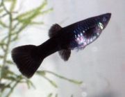 Гуппи самки черные