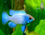 Апистограмма рамирези баллон электрик блю