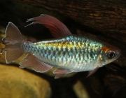 Тетра конго 3,5-4см