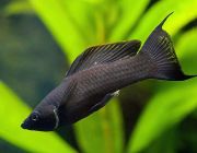 Моллинезия черная лирохвостая 4см