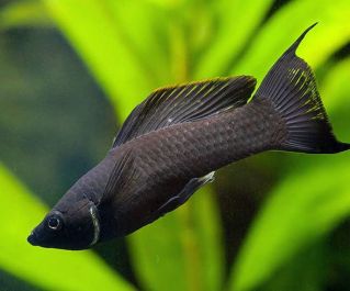 Моллинезия черная лирохвостая купить 4-5см