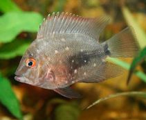 Уару купить 5-6см