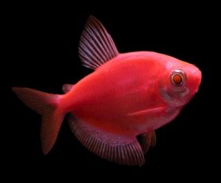 Тернеция флуоресцентная ярко-красная купить 2-2.5см (NH009FR)