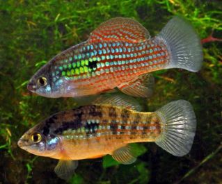 Флоридская джорданелла купить 4см (SV-12)