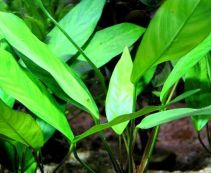 Анубиас ланцетовидный (ветка) (L017)