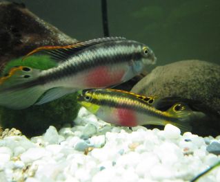 Цихлида-попугай (крибенсис) купить 5см