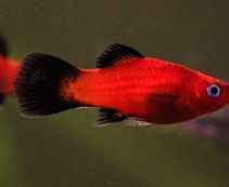 Пецилия красная чернохвостая купить 2,5-3см