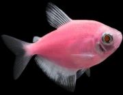 Тернеция флуоресцентная розовая (NH009FP)