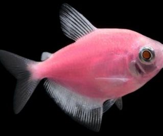 Тернеция флуоресцентная розовая купить 2см (NH009FP)