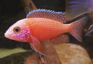 Аулонокара розе купить 5см