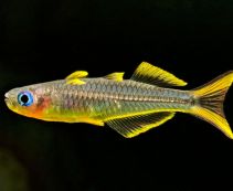 Попондетта фурката купить 2см (NH059)