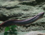 Лепидосирен парадокса 10-11см (PU-019)