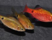 Барбус огненный